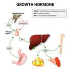 Growth hormone peptides for men over 40