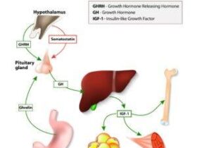 Growth hormone peptides for men over 40