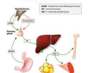 Growth hormone peptides for men over 40