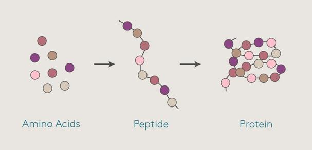 Effective Dosage and Administration Guidelines for Peptide Use