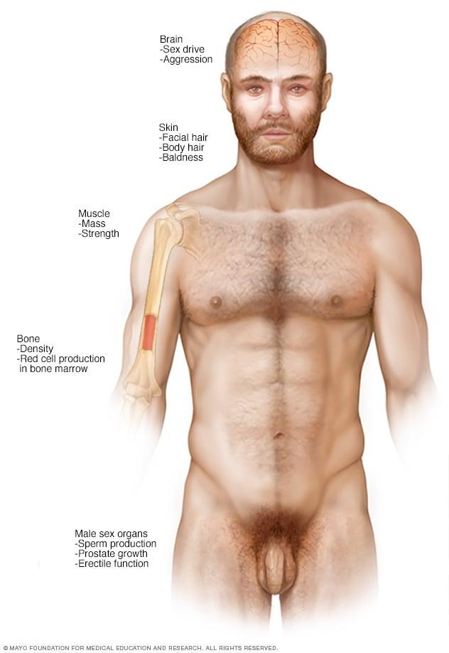 Identifying ​Candidate Profiles for Testosterone ​Therapy