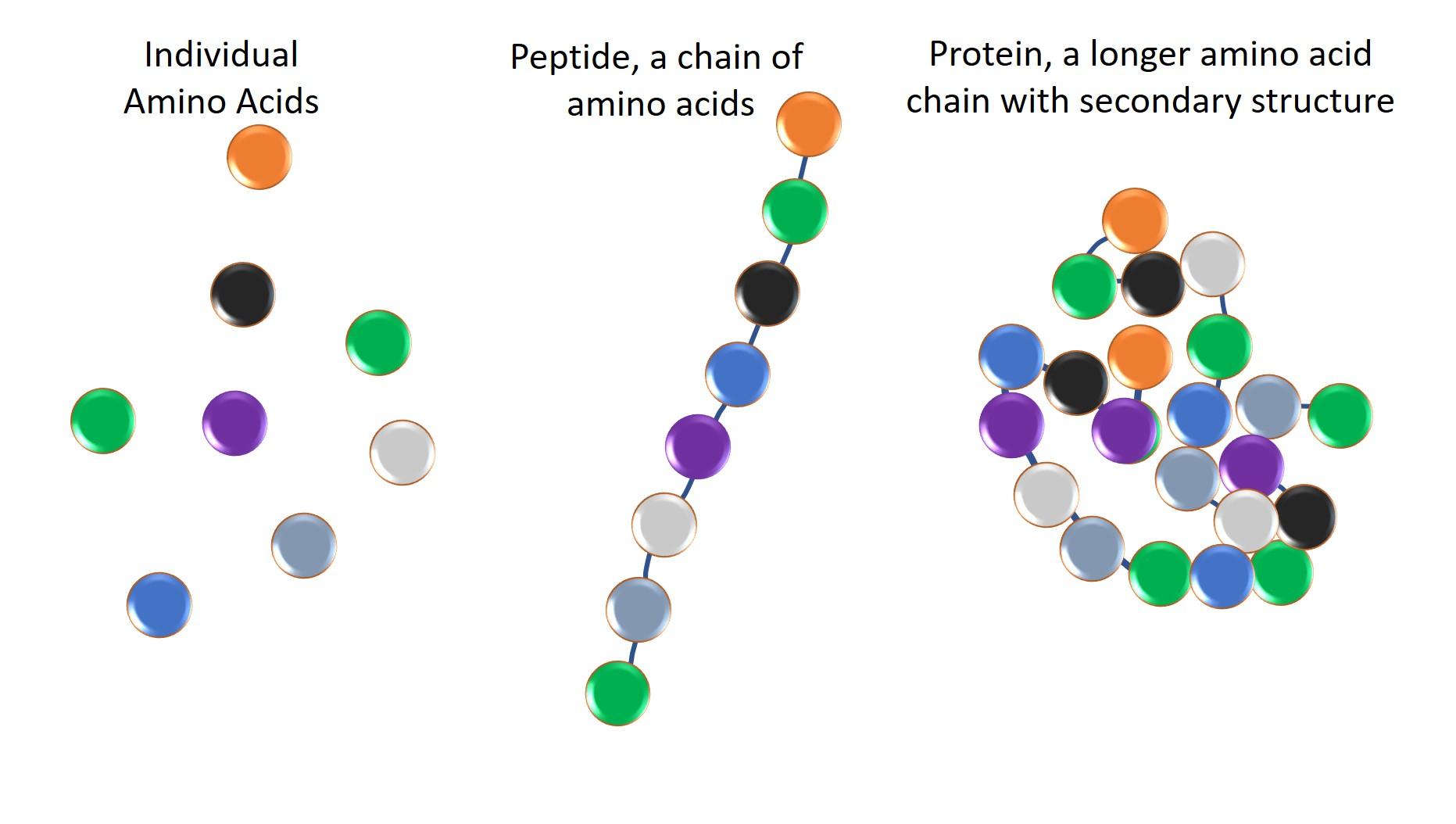 Understanding ‌the Role of Hormones in Aging and Muscle Development