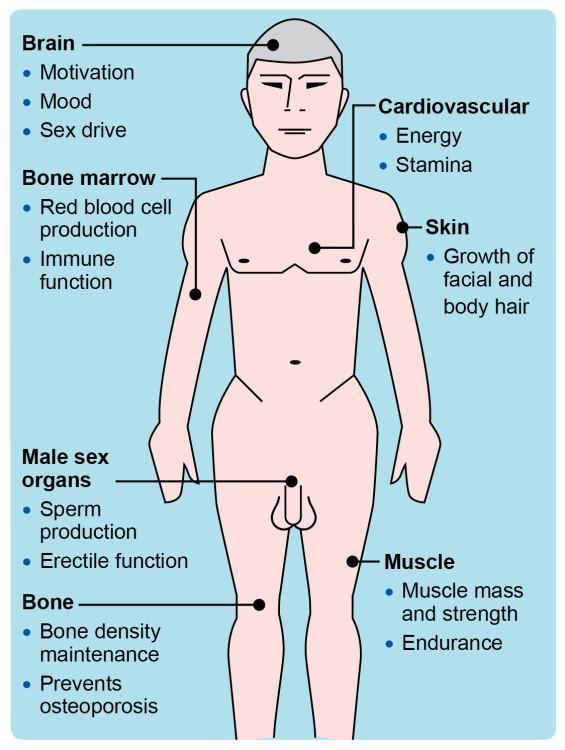 Understanding‌ Testosterones Role in Metabolic Health