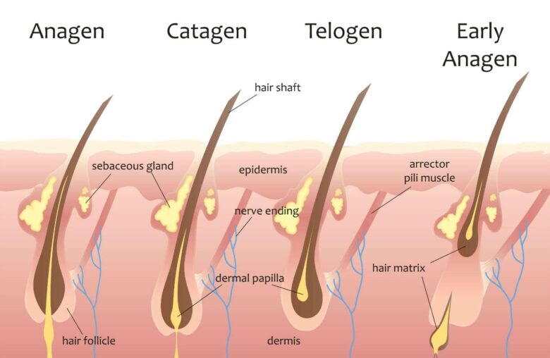 Hair growth techniques for men over 40