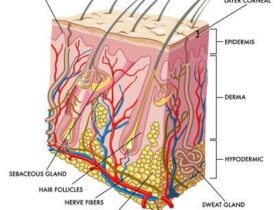 How to rebuild hair follicles for men over 40