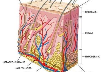 How to rebuild hair follicles for men over 40