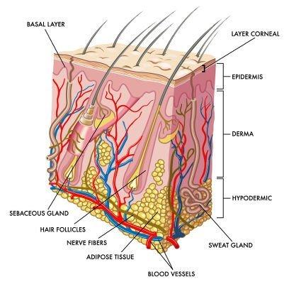 How to rebuild hair follicles for men over 40