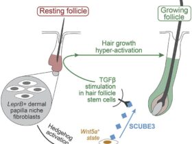 Hair follicle stimulation for men over 40