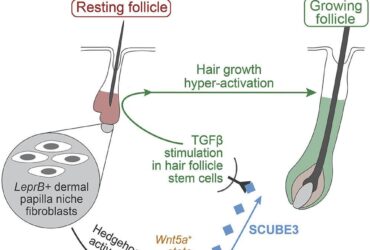 Hair follicle stimulation for men over 40