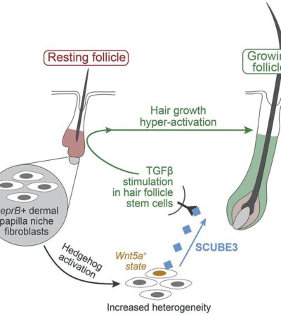 Hair follicle stimulation for men over 40