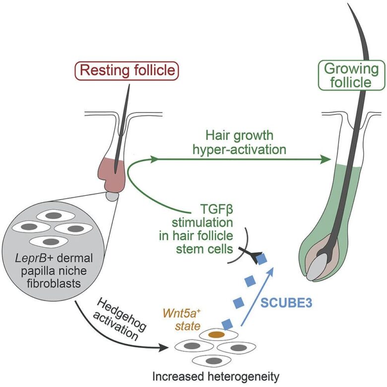 Hair follicle stimulation for men over 40